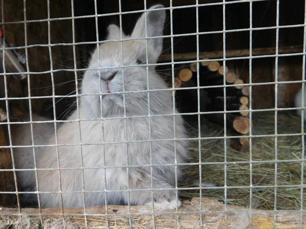 white rabbit on a fence baby bunny eating rabbit behind the fence in hutch baby bunny eating mall mammals in the family Leporidae (along with the hare) of the order Lagomorpha (along with the pika)