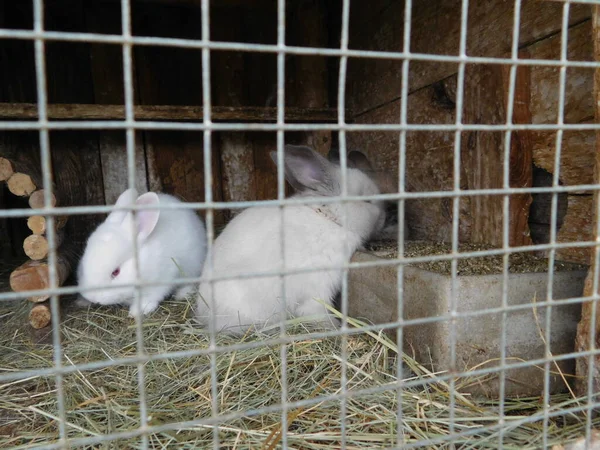 white rabbit on a fence baby bunny eating rabbit behind the fence in hutch baby bunny eating mall mammals in the family Leporidae (along with the hare) of the order Lagomorpha (along with the pika)