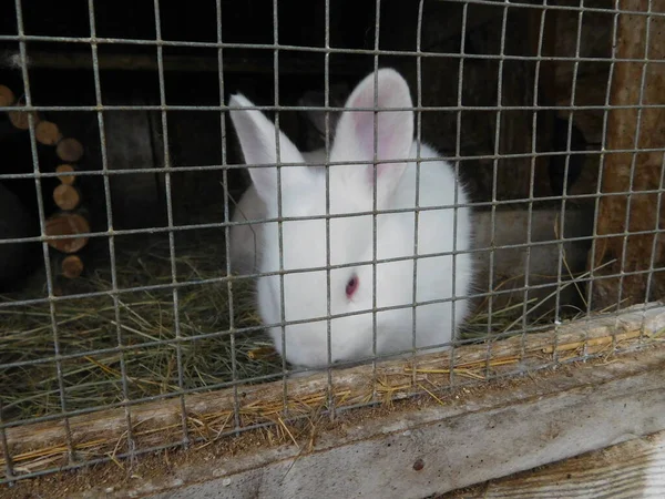 家兔在篱笆后面的哈奇兔子宝宝吃马鞭草科的大型哺乳动物 与野兔一起 拉格曼 与皮卡一起 线虫包括欧洲线虫 Oryctolagus Cuniculus — 图库照片