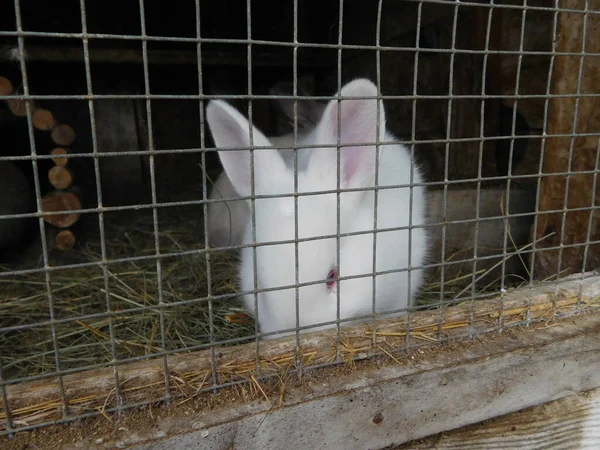 Konijn Achter Het Hek Hutch Baby Konijntje Eten Winkelcentrum Zoogdieren — Stockfoto