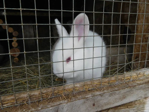 Kaninchen Hinter Dem Zaun Stall Baby Hasen Essen Mall Säugetiere — Stockfoto