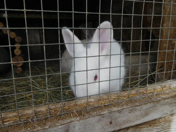 Rabbit Fence Hutch Baby Bunny Eating Mall Mammals Family Leporidae — Stock Photo, Image