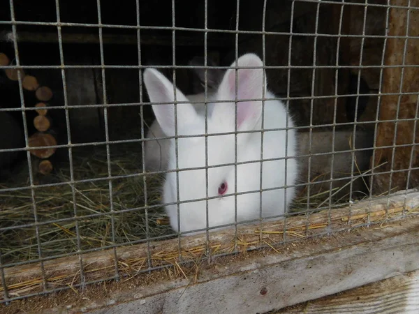 Lapin Derrière Clôture Dans Hutch Bébé Lapin Manger Mammifères Centre — Photo