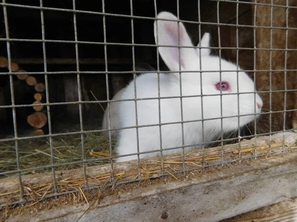 Lapin Derrière Clôture Dans Hutch Bébé Lapin Manger Mammifères Centre — Photo