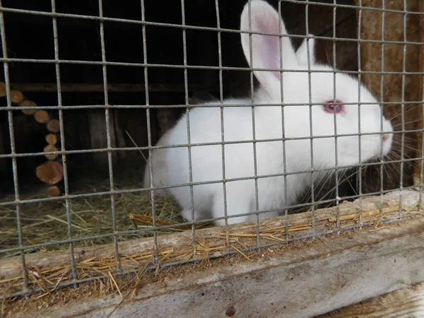 rabbit behind the fence in hutch baby bunny eating mall mammals in the family Leporidae (along with the hare) of the order Lagomorpha (along with the pika). Oryctolagus cuniculus includes the Europea