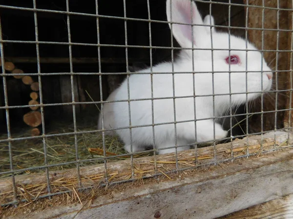 Кролик Забором Буфете Кролика Поедающего Торговое Млекопитающее Семействе Leporidae Вместе — стоковое фото