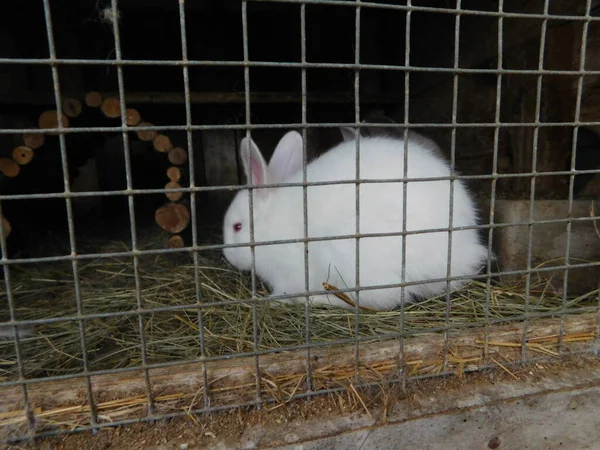 Кролик Забором Буфете Кролика Поедающего Торговое Млекопитающее Семействе Leporidae Вместе — стоковое фото