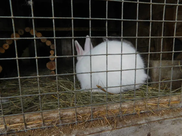 Çitin Arkasında Yavru Tavşancık Leporidae Familyasından Alışveriş Merkezindeki Memelileri Tavşanlar — Stok fotoğraf