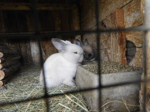 Kaninchen Hinter Dem Zaun Stall Baby Hasen Essen Mall Säugetiere — Stockfoto