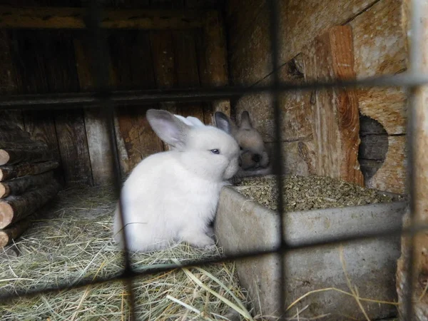 Coelho Atrás Cerca Hutch Baby Bunny Comer Mamíferos Shopping Família — Fotografia de Stock