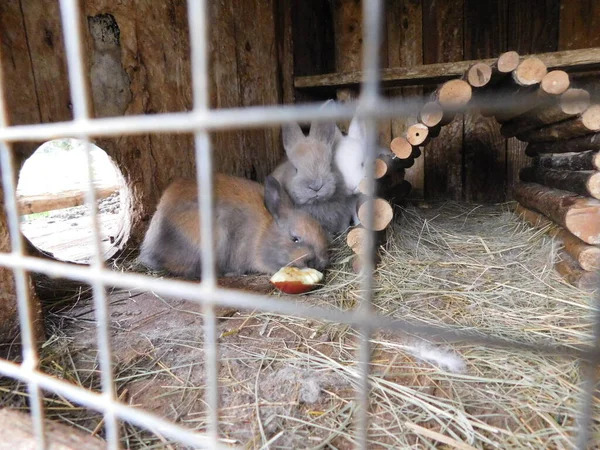 家兔在篱笆后面的哈奇兔子宝宝吃马鞭草科的大型哺乳动物 与野兔一起 拉格曼 与皮卡一起 线虫包括欧洲线虫 Oryctolagus Cuniculus — 图库照片