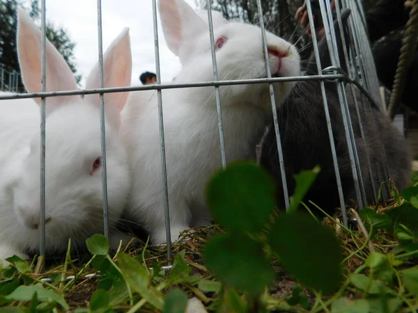 Lapin Derrière Clôture Dans Hutch Bébé Lapin Manger Mammifères Centre — Photo