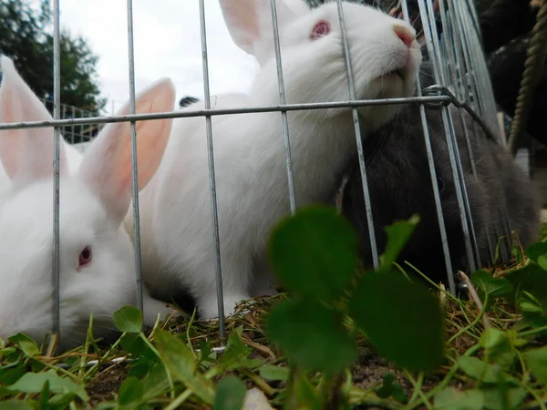 Lapin Blanc Sur Une Clôture Lapin Bébé Mangeant Lapin Derrière — Photo