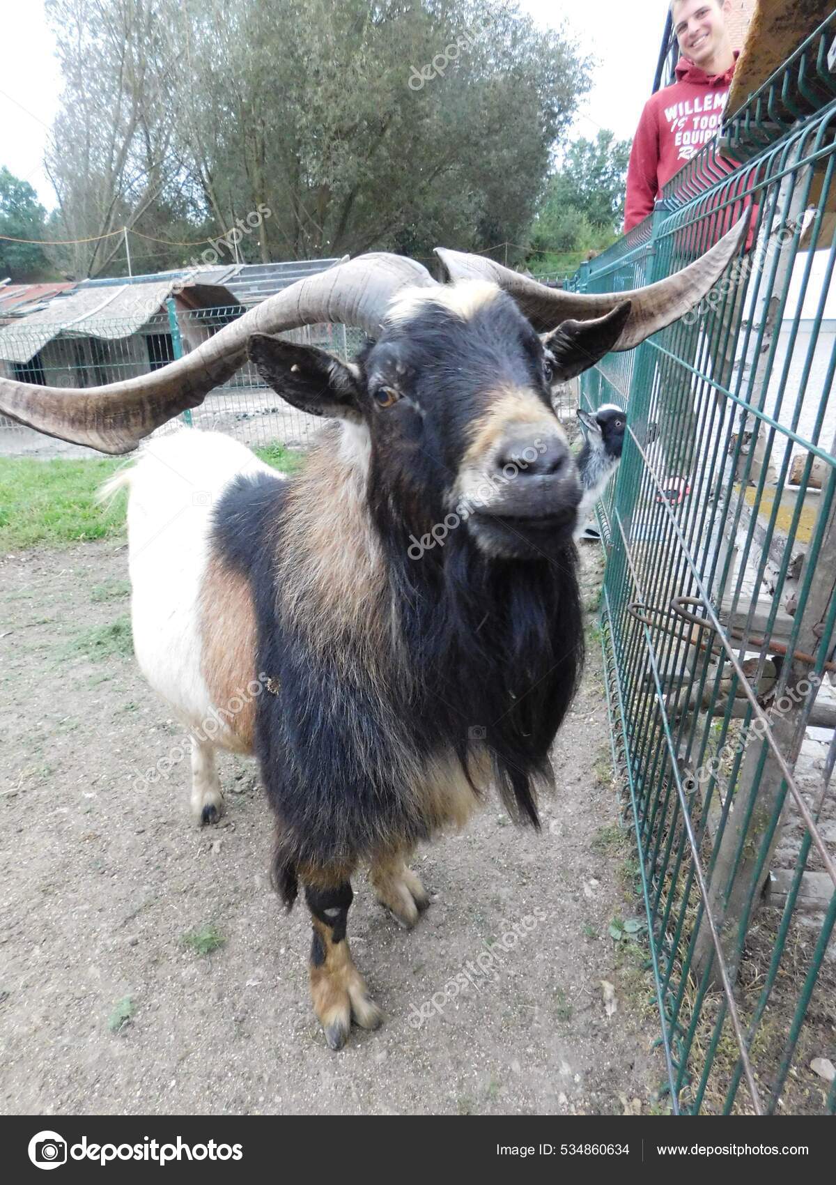 比利山羊billy Goat 是一种雄性山羊是山羊角羚capra Hircus Domesmanufactured Species Goat 图库照片 C Michaelaholubova