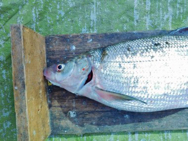 Beyaz balık coregonus meraena, Salmonidae familyasının el ele tutuşan üyesi üzerine.