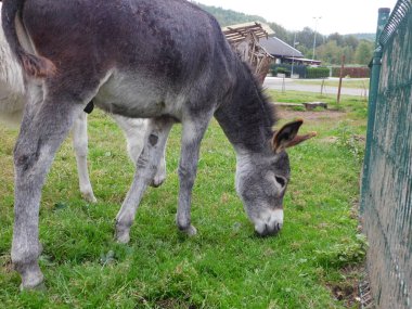donkey in the fiel or ass a domestic animal in the horse family. It derives from the African wild ass, Equus africanus, and has been used as a working animal male donkey or ass is called a jack, a female a jenny or jennet; a young donkey is a foal