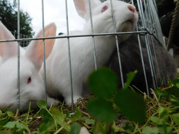 Conejo Blanco Una Valla Conejito Bebé Comiendo Conejo Detrás Valla — Foto de Stock