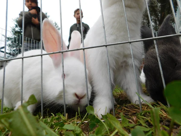White Rabbit Fence Baby Bunny Eating Rabbit Fence Hutch Baby — Stock Photo, Image