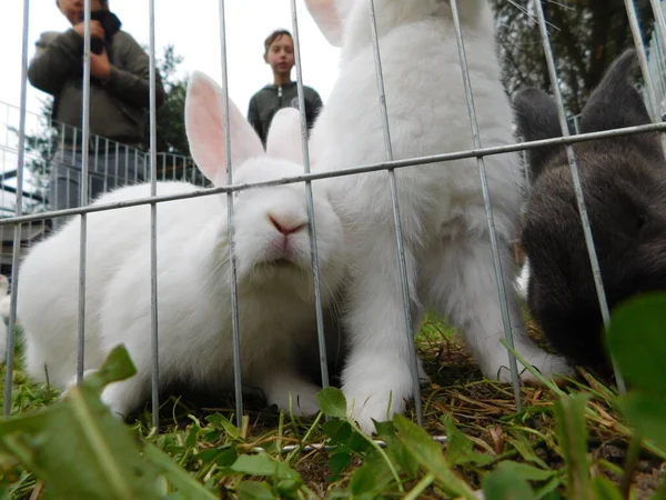 Lapin Blanc Sur Une Clôture Lapin Bébé Mangeant Lapin Derrière — Photo