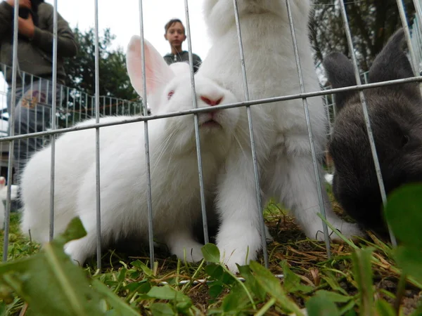フェンスの上に白いウサギ赤ちゃんウサギを食べるウサギのフェンスの後ろにハッチの赤ちゃんウサギ家族の小さな哺乳類を食べるレオポルフィア ウサギと一緒に の順序ラゴモルファ ピカと一緒に — ストック写真
