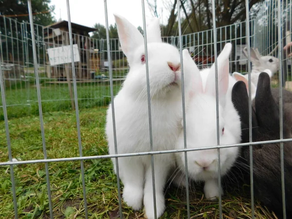 울타리 울타리 뒤에서 토끼를 귀여운 울타리 너머에 쇼핑몰 포유류를 토끼와 — 스톡 사진
