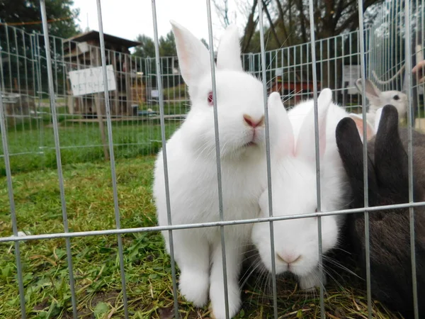 Lapin Blanc Sur Une Clôture Lapin Bébé Mangeant Lapin Derrière — Photo