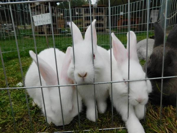 フェンスの上に白いウサギ赤ちゃんウサギを食べるウサギのフェンスの後ろにハッチの赤ちゃんウサギ家族の小さな哺乳類を食べるレオポルフィア ウサギと一緒に の順序ラゴモルファ ピカと一緒に — ストック写真