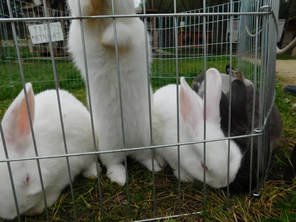 Coniglio Bianco Coniglio Bambino Recinto Mangiare Coniglio Dietro Recinzione Nel — Foto Stock