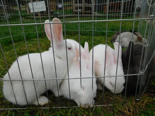 Lapin Blanc Sur Une Clôture Lapin Bébé Mangeant Lapin Derrière — Photo