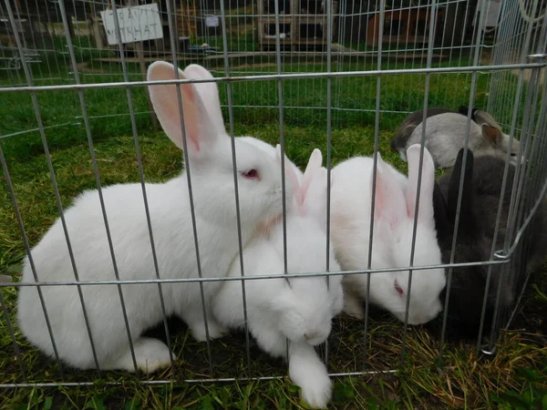 Coniglio Bianco Coniglio Bambino Recinto Mangiare Coniglio Dietro Recinzione Nel — Foto Stock