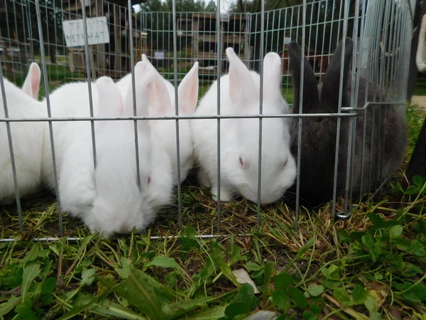 White Rabbit Fence Baby Bunny Eating Rabbit Fence Hutch Baby — Stock Photo, Image