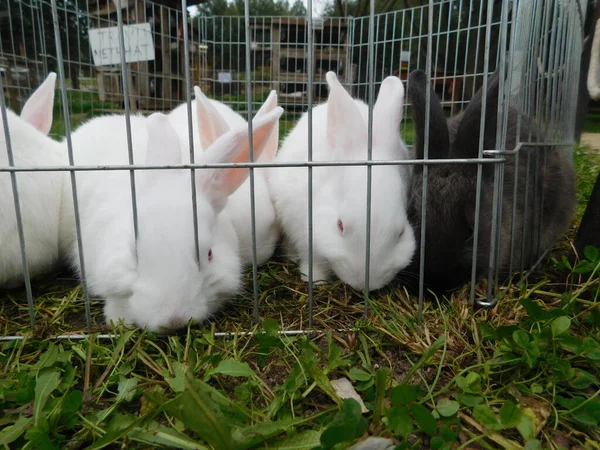 Lapin Blanc Sur Une Clôture Lapin Bébé Mangeant Lapin Derrière — Photo