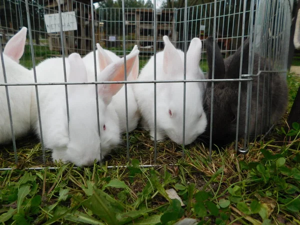 Conejo Blanco Una Valla Conejito Bebé Comiendo Conejo Detrás Valla — Foto de Stock