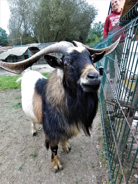 比利山羊billy Goat 是一种雄性山羊是山羊角羚capra Hircus Domesmanufactured Species Goat 图库照片 C Michaelaholubova