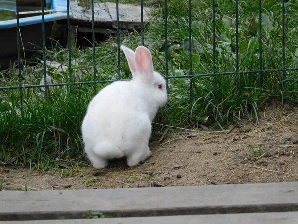 Lapin Blanc Sur Une Clôture Lapin Bébé Mangeant Lapin Derrière — Photo