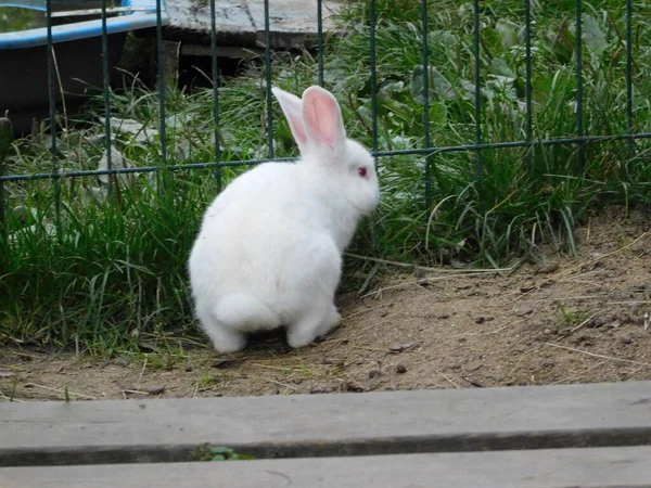 Kaninchen Hinter Dem Zaun Stall Baby Hasen Essen Mall Säugetiere — Stockfoto