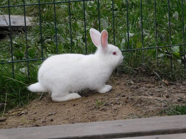 Rabbit Fence Hutch Baby Bunny Eating Mall Mammals Family Leporidae — Stock Photo, Image