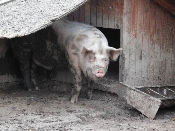 Свинья Рода Сараев Sus Одноногих Копытных Семейств Suidae Свиньи Включают — стоковое фото
