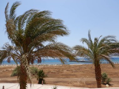Sahilde palmiye ağaçları