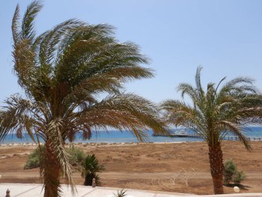 Sahilde palmiye ağaçları