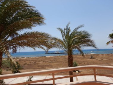 Sahilde palmiye ağaçları