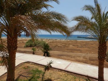 Sahilde palmiye ağaçları