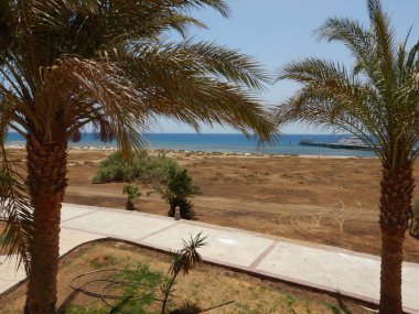 Sahilde palmiye ağaçları