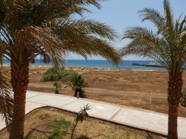 Sahilde palmiye ağaçları