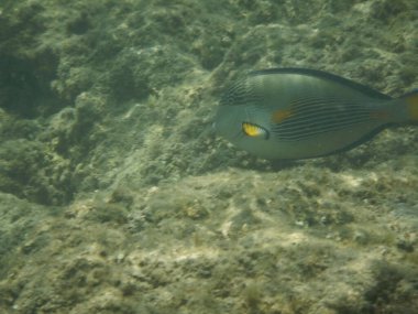 Sohal cerrah balığı Acanthurus sohal sohal sohal sohal sohal. Kızıl Deniz 'e özgü çarpıcı mavi ve beyaz yatay çizgiler, pek çok kişi tarafından Kızıl Deniz resif ortamı için 