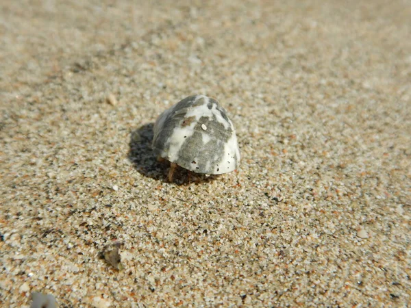 Hermit Krabba Stranden — Stockfoto