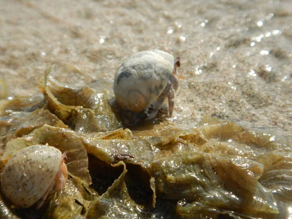 Hermit Crab Beach — Stock Photo, Image