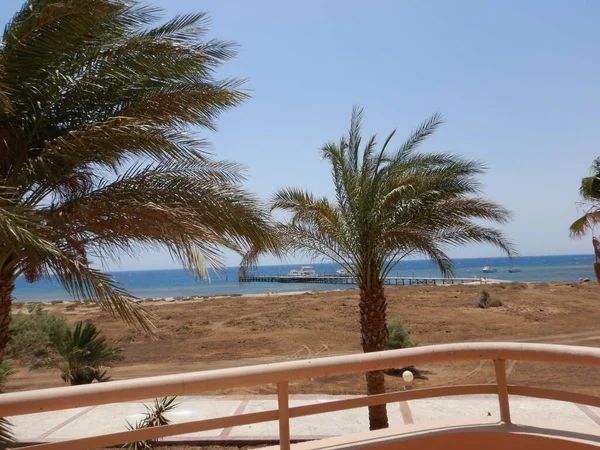 Palm Trees Beach — Stock Photo, Image