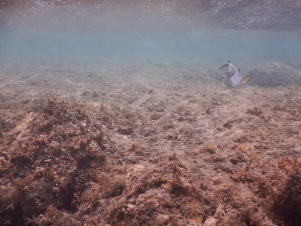 底魚アカンサスの底魚 アカンサスの底魚アカンサスの底魚紅海の固有種の印象的な青と白の水平線の縞模様は 多くの人が紅海のサンゴ礁環境のための ポスター魚 と考えるものを作りました — ストック写真