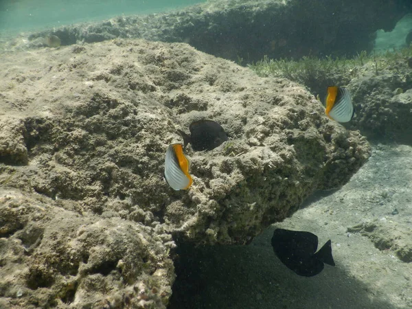 Ikan Kupu Kupu Threadfin Chaetodon Auriga Spesies Ikan Sirip Sinar — Stok Foto